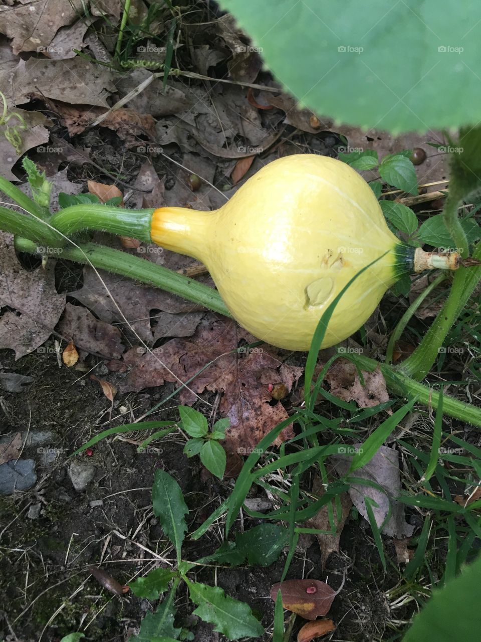 Beautiful Golden Hubbard Squash growing nicely in July!
