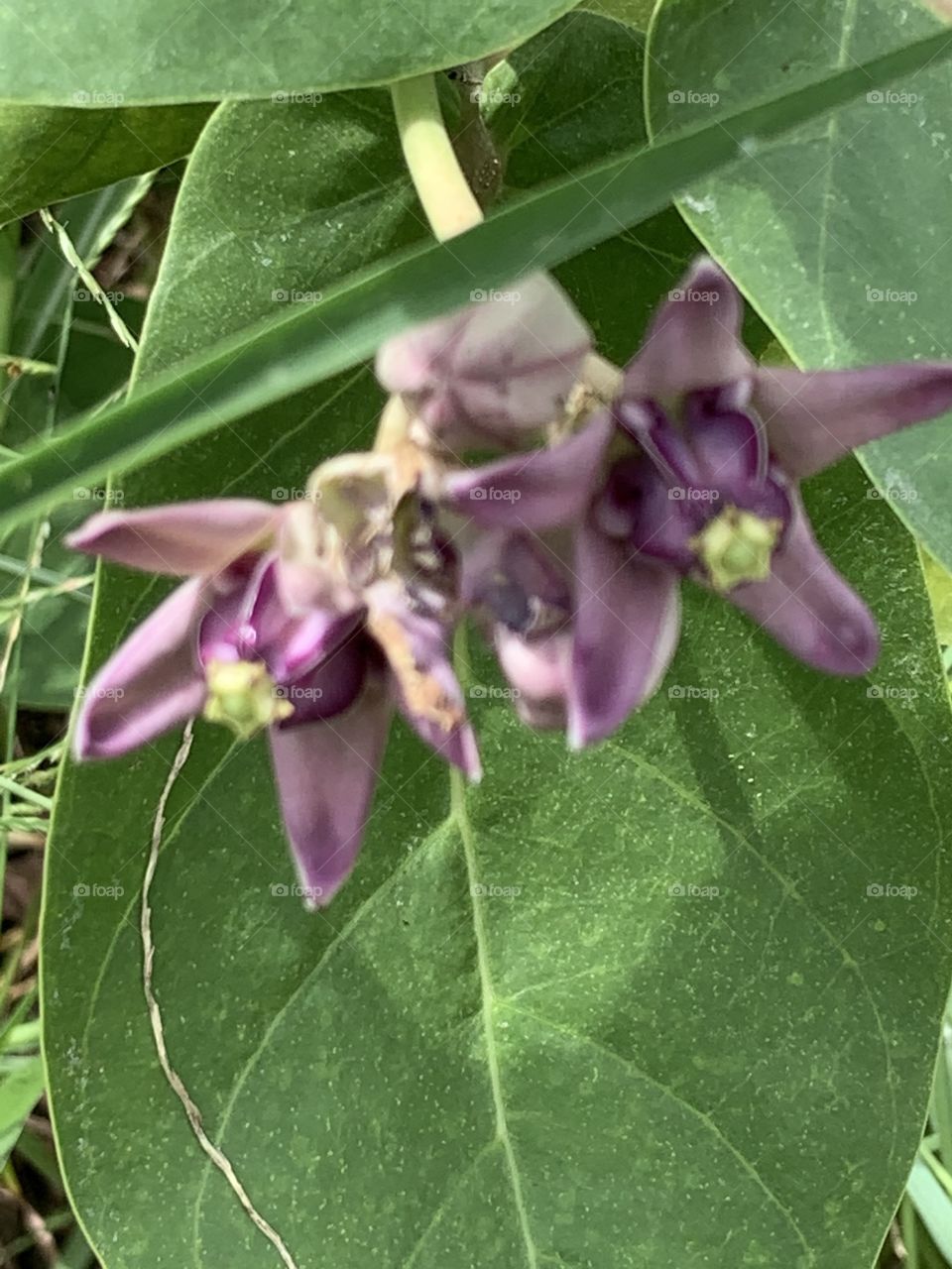 Portrait of a plants.