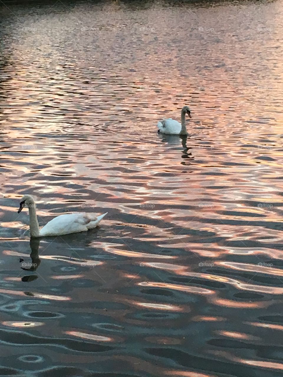 Two swans swimming on Brayford Pool in Lincoln, England at sunset