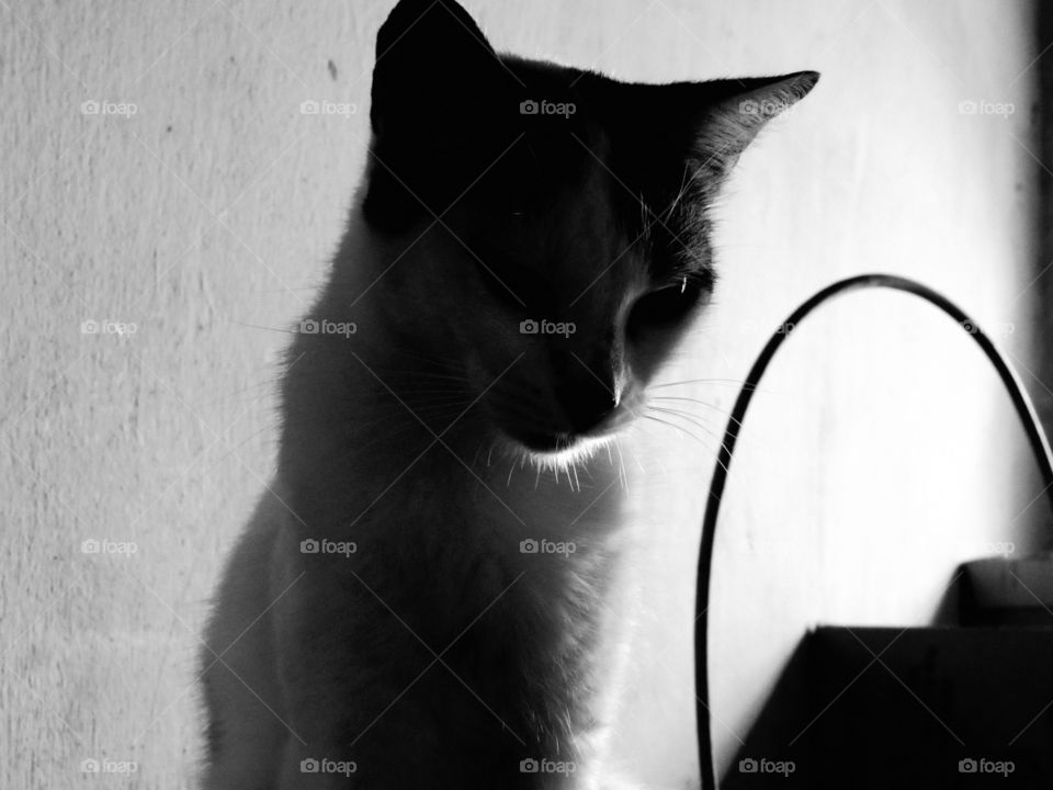 Silhouette cat