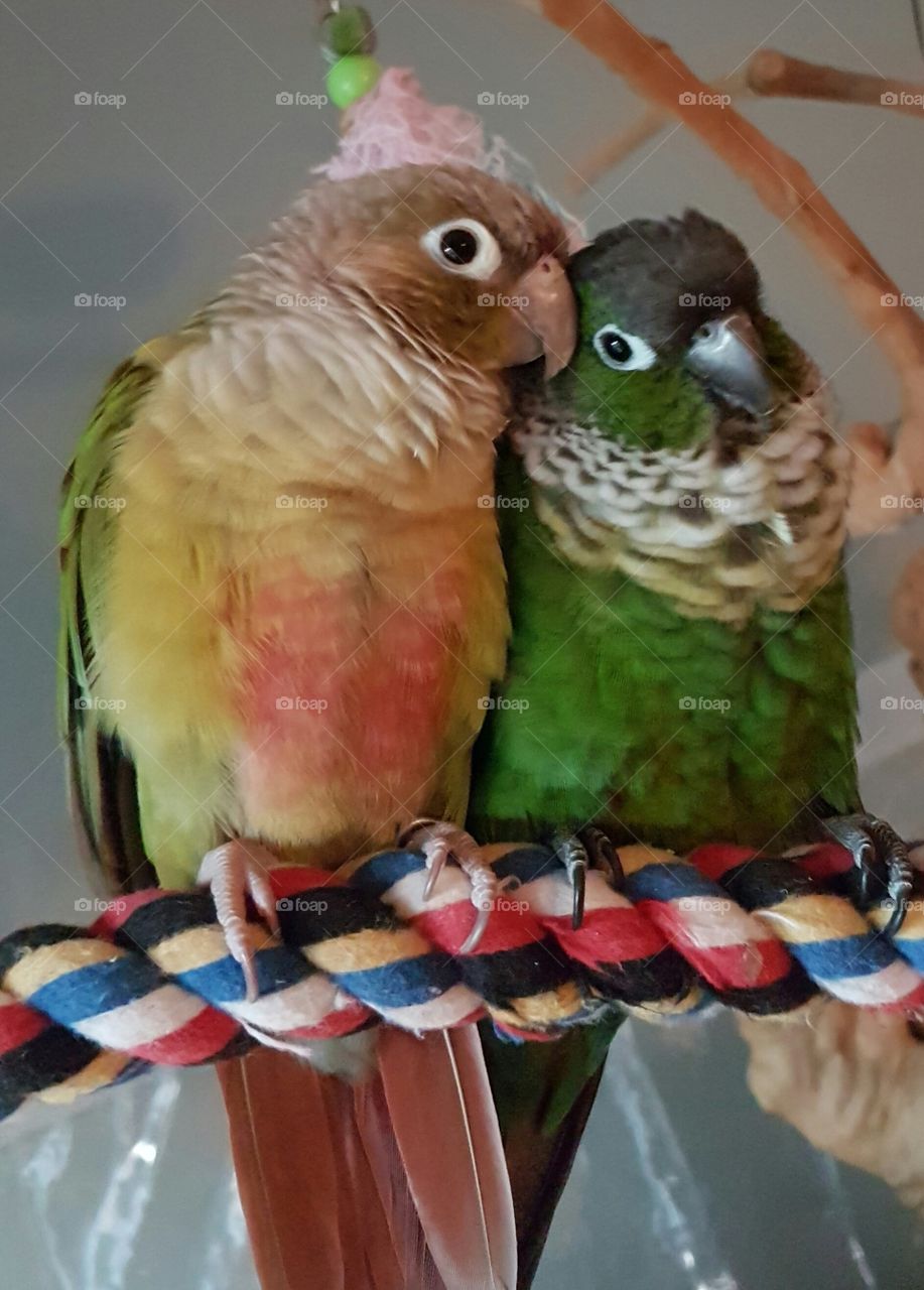two conure parrots