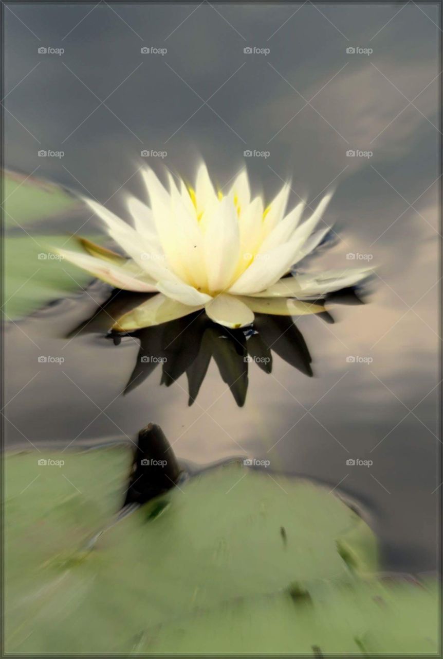 lotus