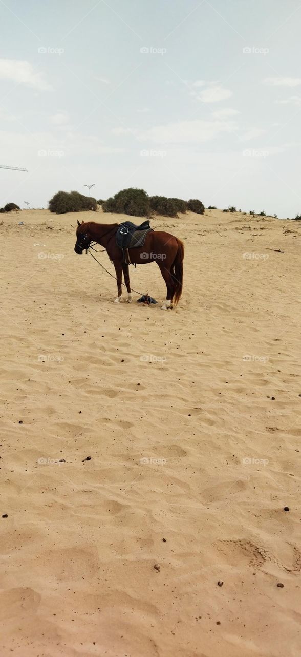 Beautiful brown horse standing on sand.