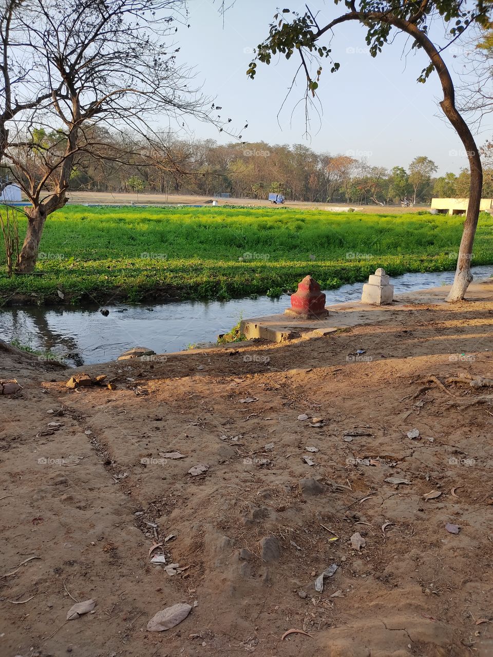 trees🌳🌳water💦💦 plants🌱🌱🌱🌱🌱🌱🌱