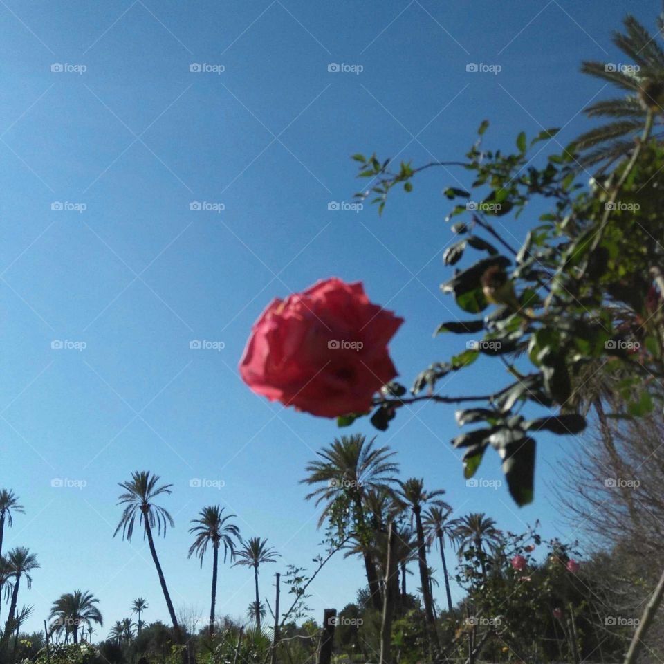 Beautiful  red flower