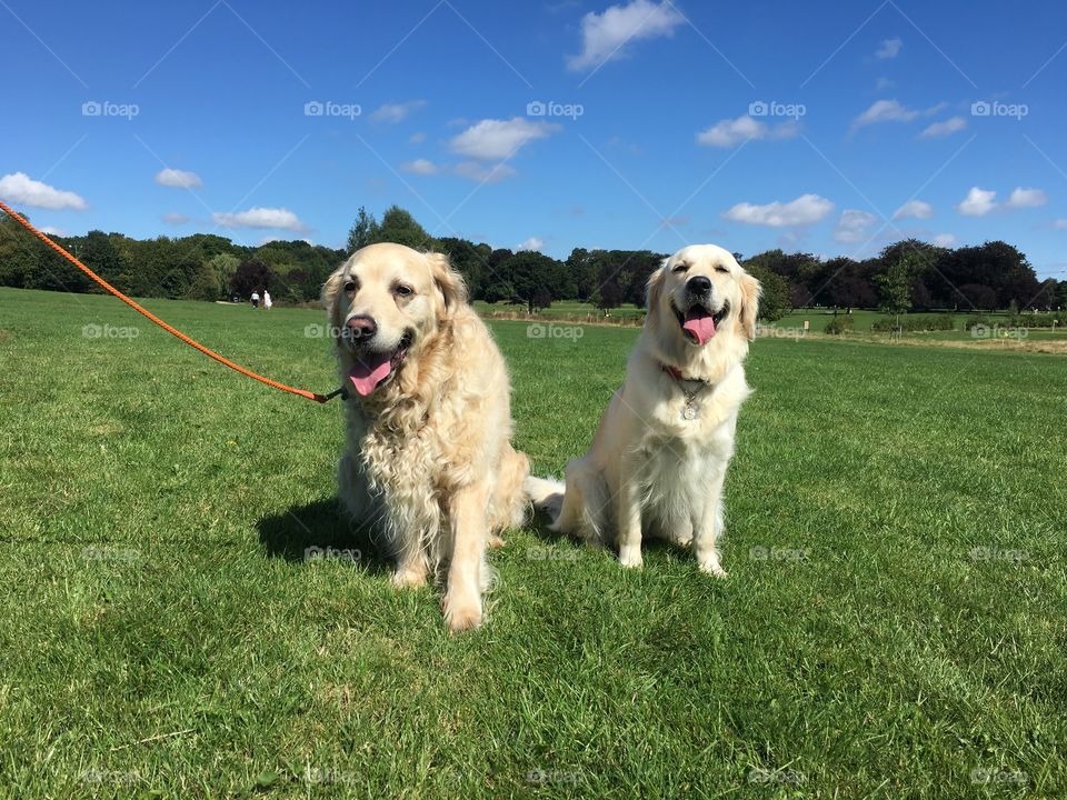 Dog, Grass, Pet, Canine, Mammal