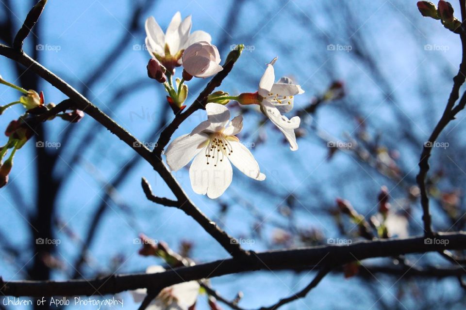 Cherry Willow Blossoms