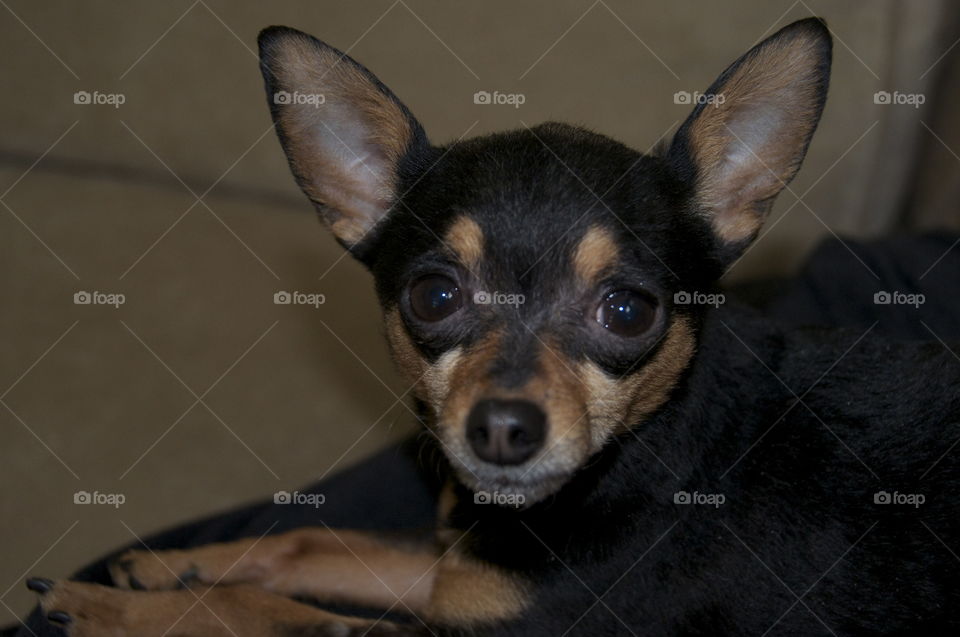 chihuahua