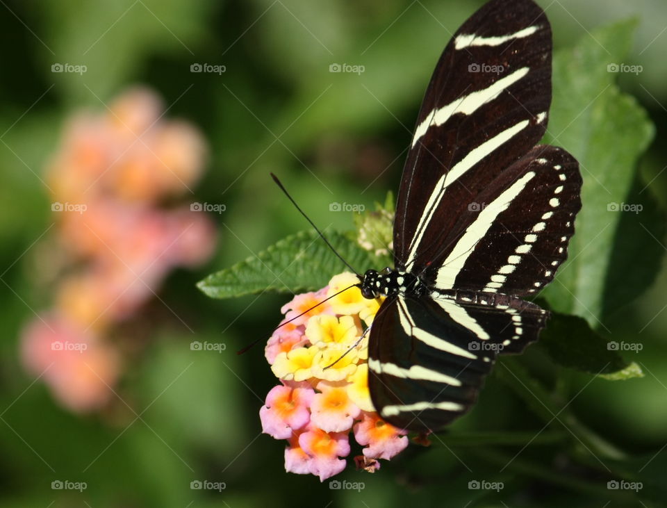 Butterfly on flowers