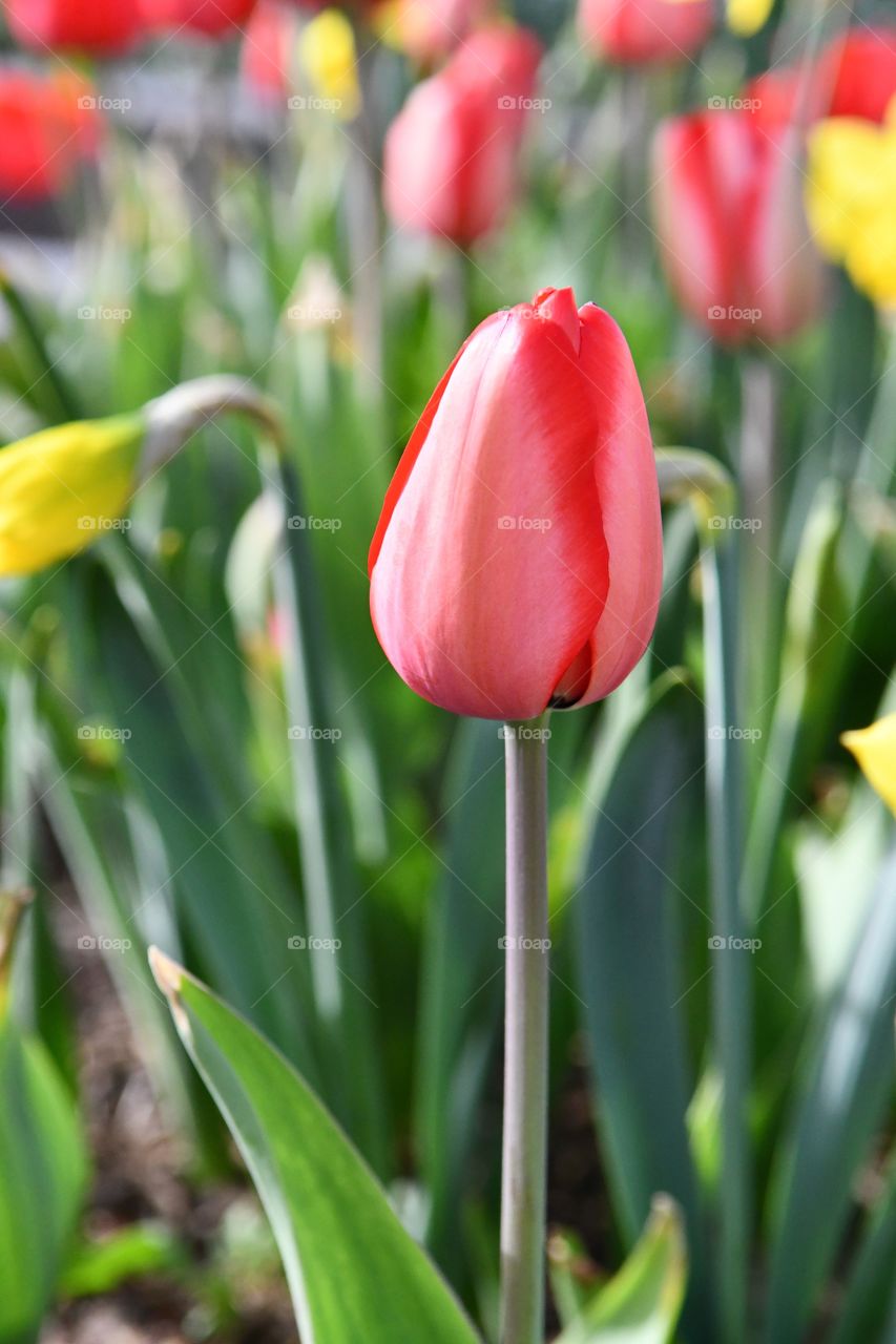 Spring flower blooming