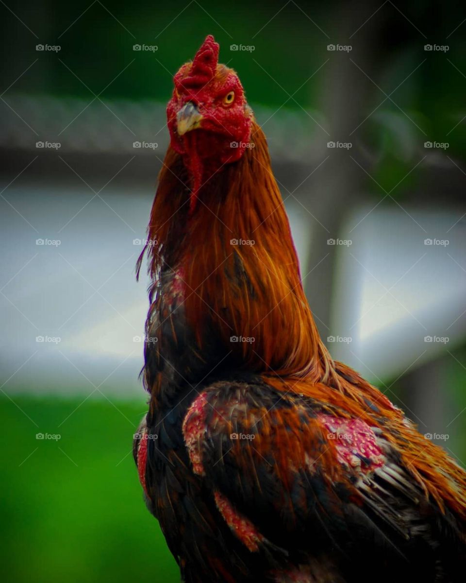 look at the expression of the rooster