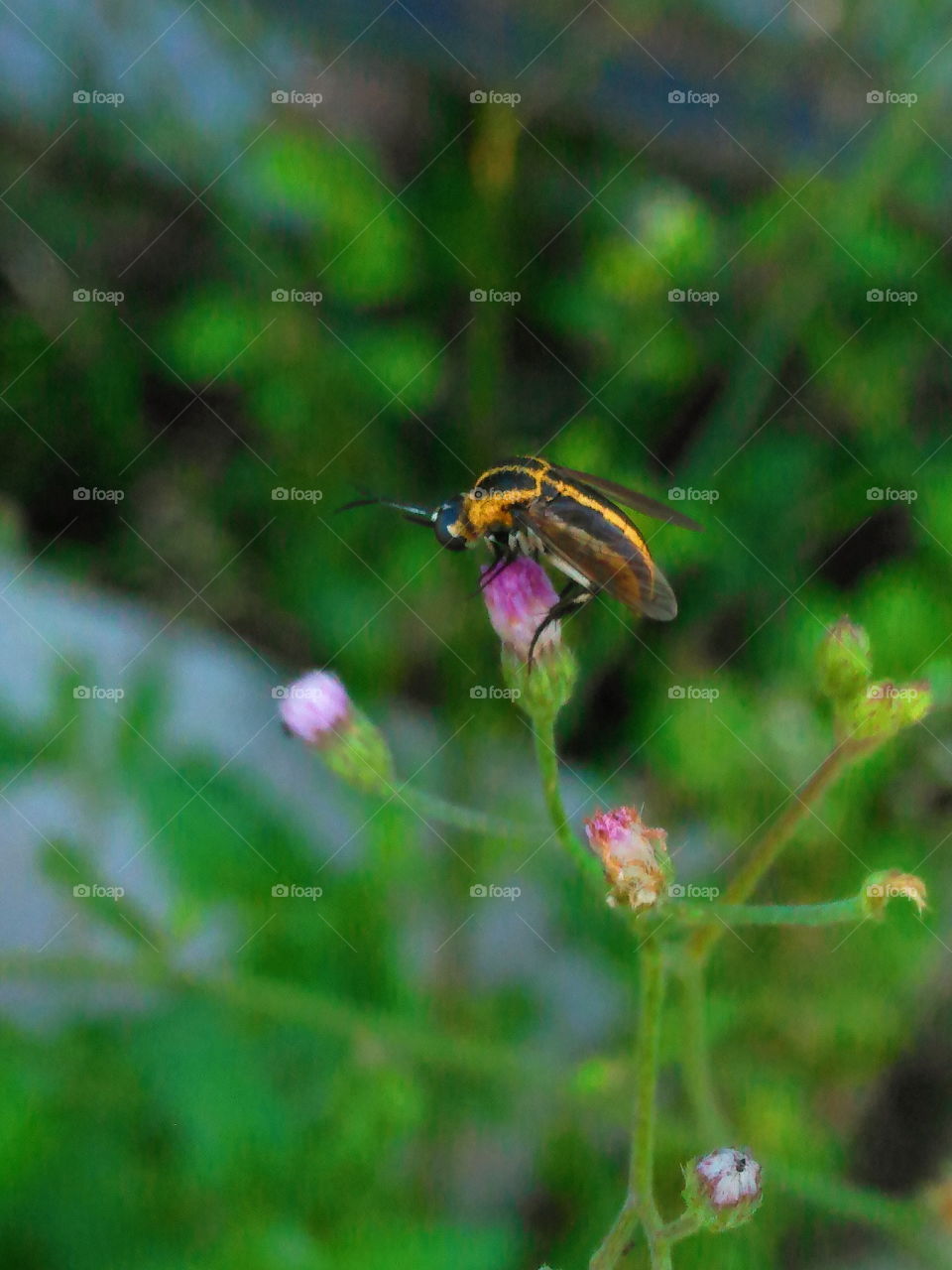 Bees, flies or beetles?