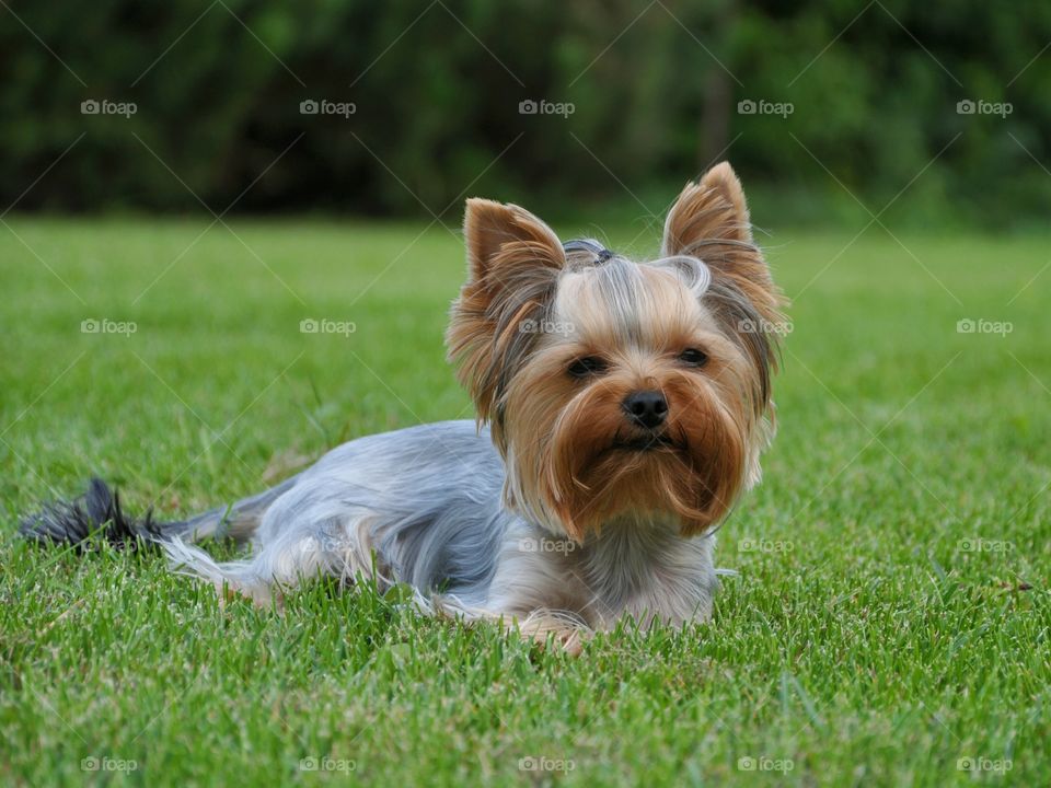 Yorkshire Terrier