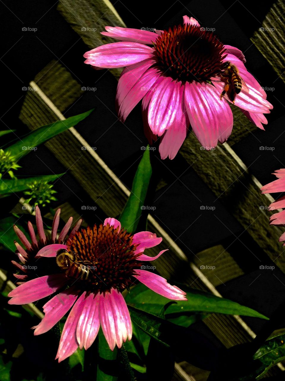 Honeybees & Flowers. Pic of late afternoon cone flowers and each happened to have a honeybee on it. Love we still have honeybees π