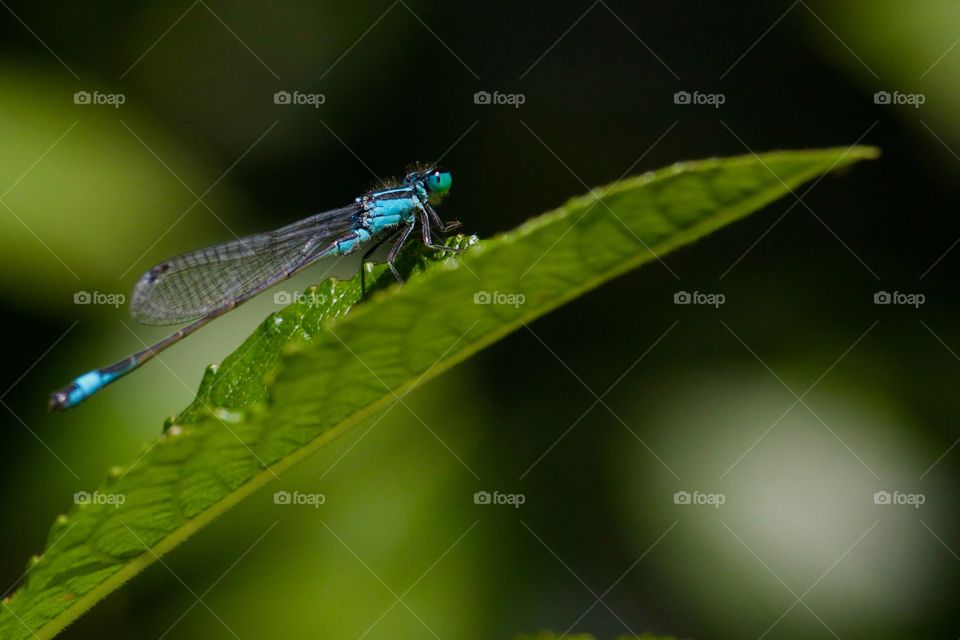 Close-up of damselfly on leaf