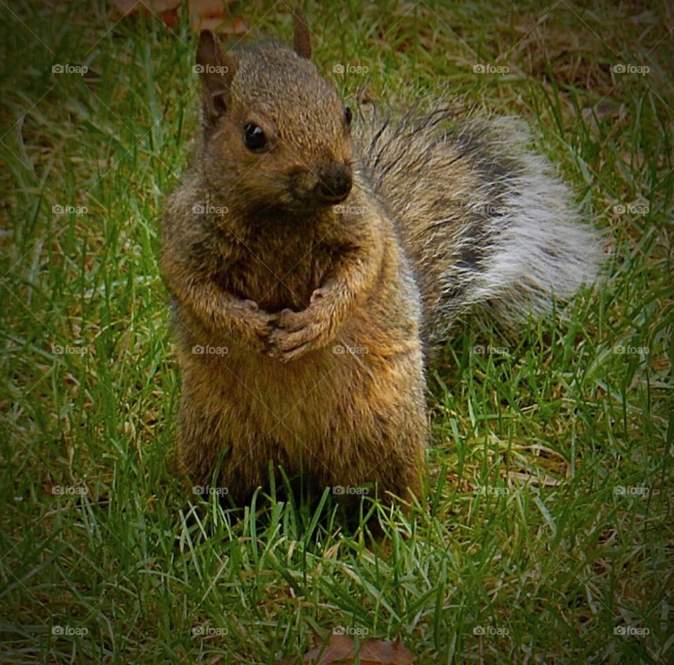 Squirrel busy gathering nuts