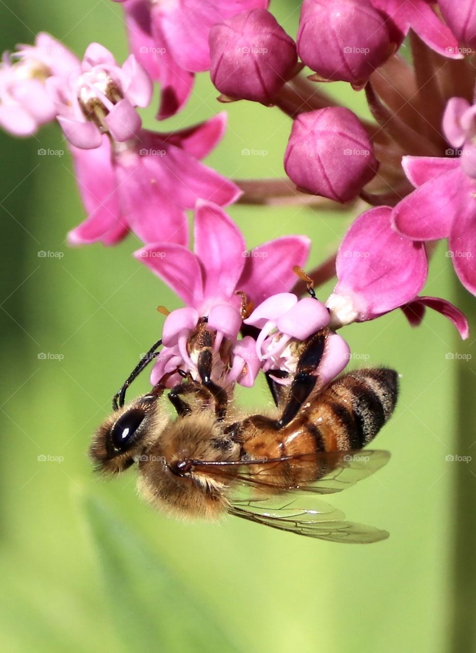 Honey bee on a milkweed flower