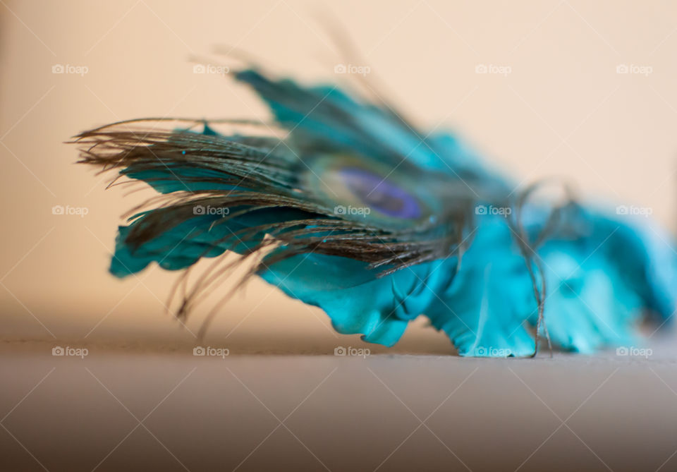 Low angle view of peacock feather on wood desk selective focus blurred background texture photography 