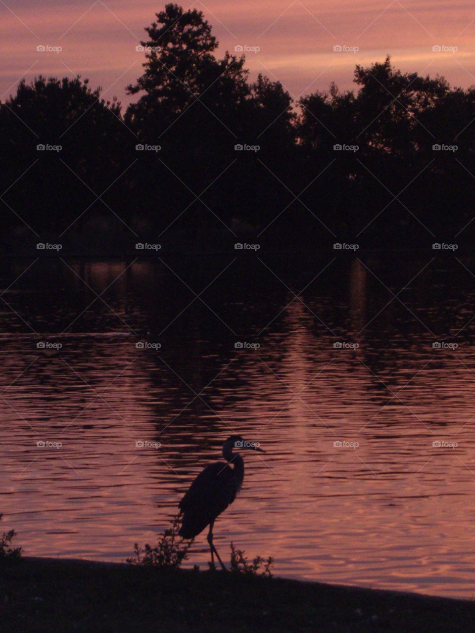 Silhouettes of a crane by the lake