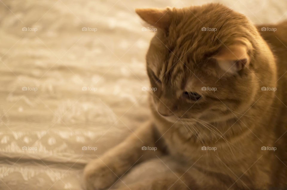 Beautiful orange cat on bed in bedroom 