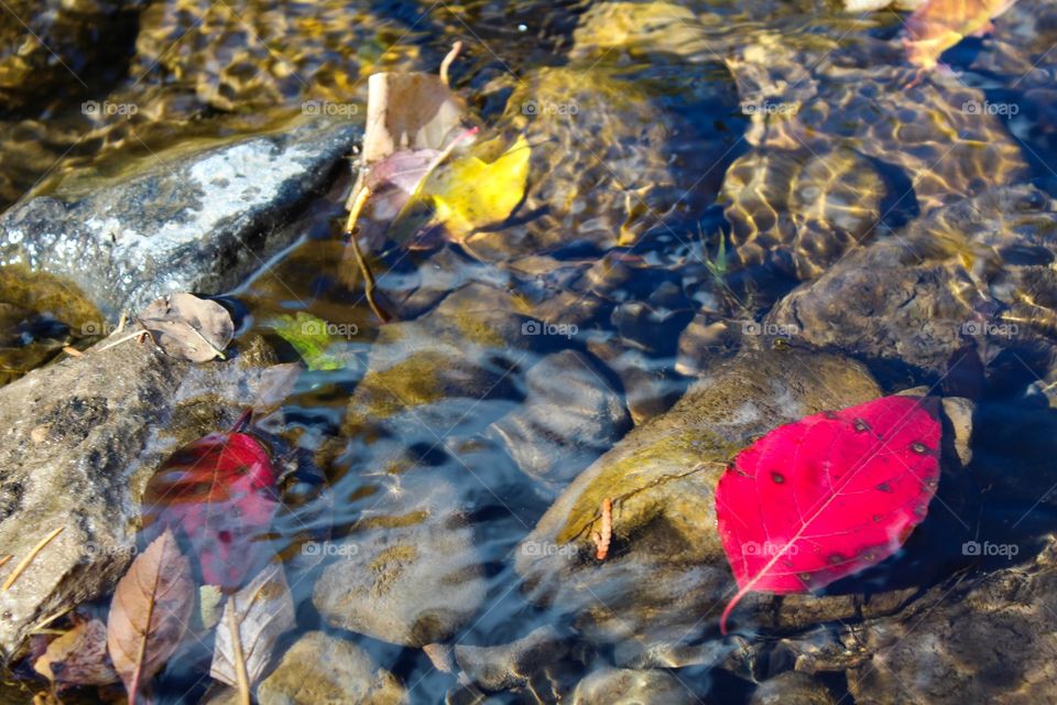 Creek of color 