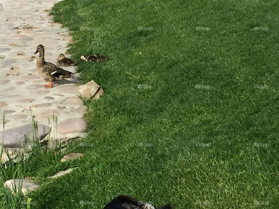 Mommy Duck & Ducklings. @chelseamerkleyphotos Copyright © CM Photography May 2019.