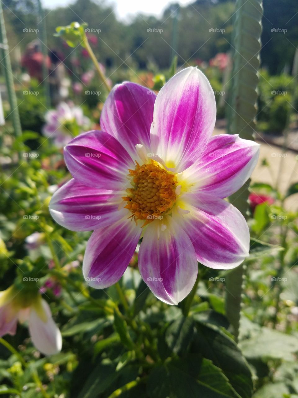 Planting Fields Arboretum State Park, Oyster Bay, NY - August 2017 - Taken on Android Phone - Galaxy S7 - Exploring the Grounds on a Lazy Sunday near the end of Summer