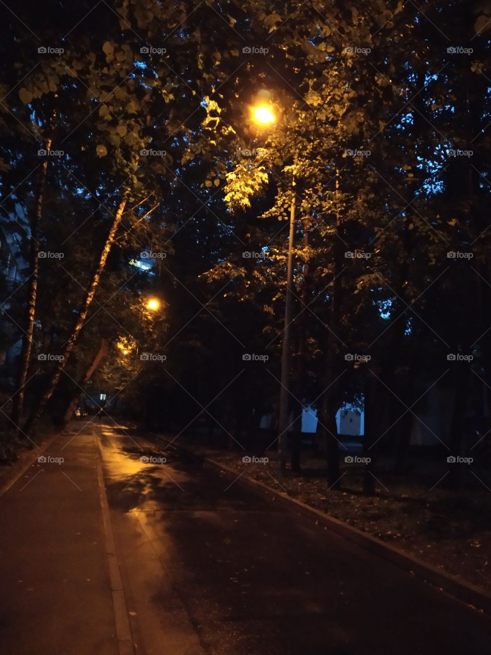 🌳🌖🌘🌕🌳🌖🌘🌕