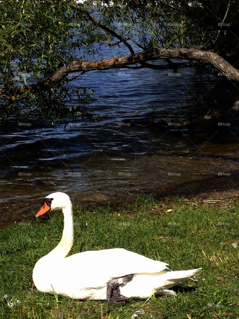 white summer lake swan by carina71