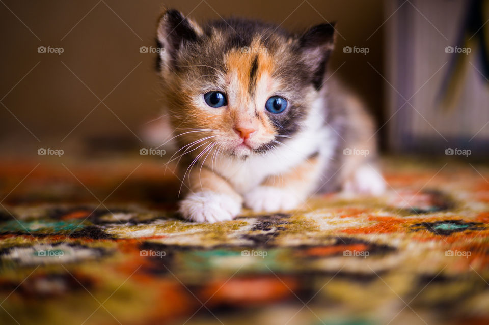 Cute kitten at home