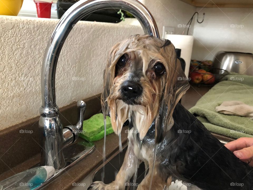 Dog getting a bath in sink with sad puppy dog eyes