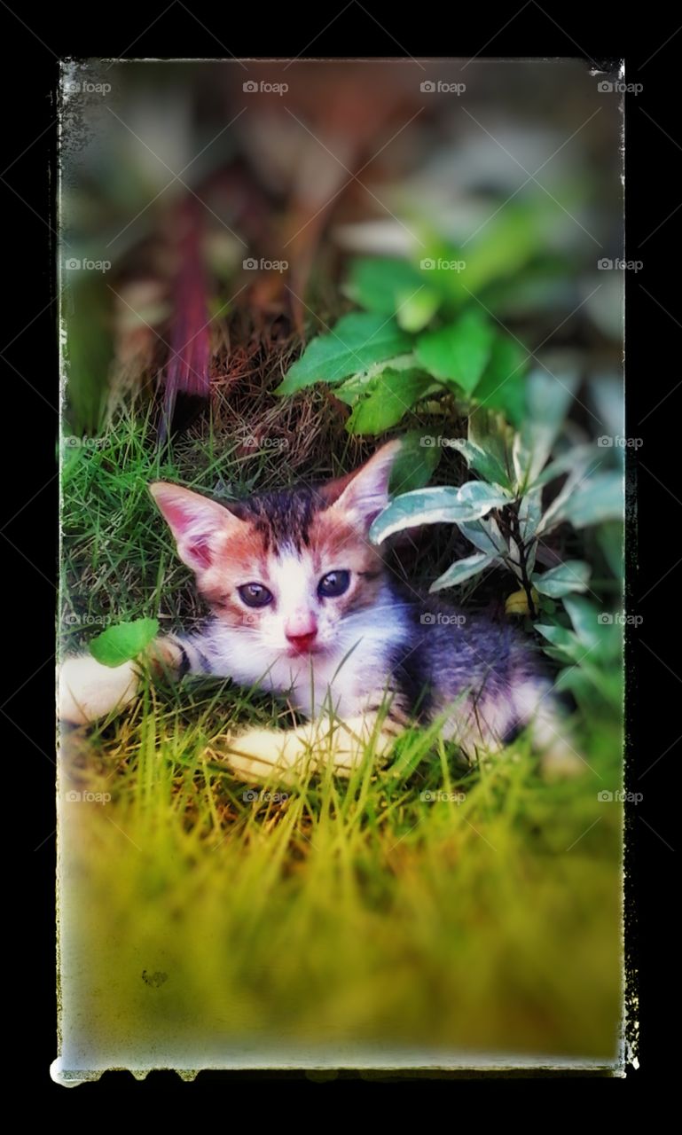 kitty  in garden