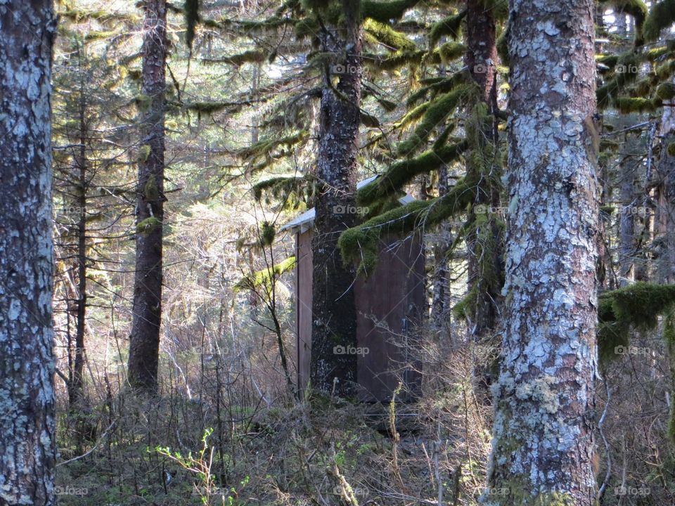 Trees in forest