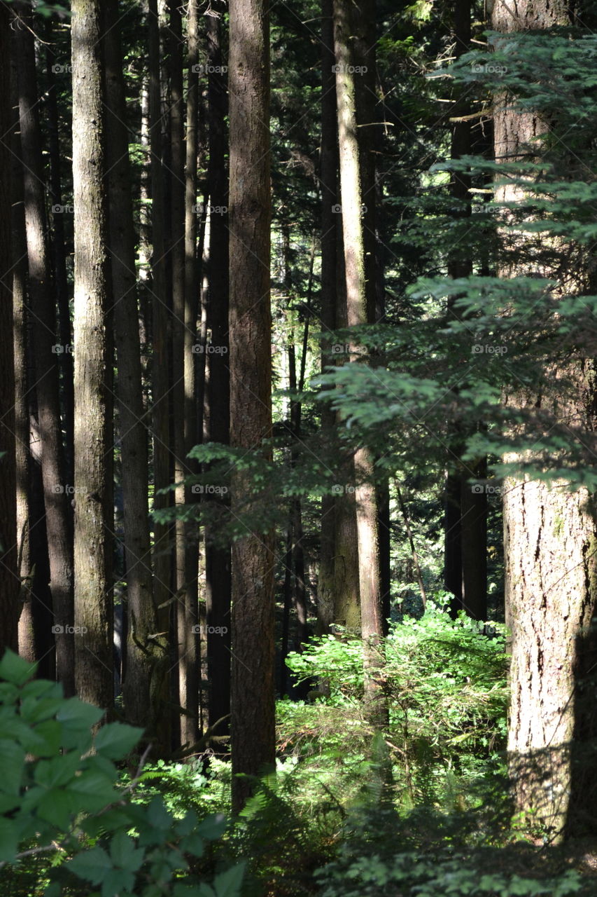 Sunshine illuminating thick forest