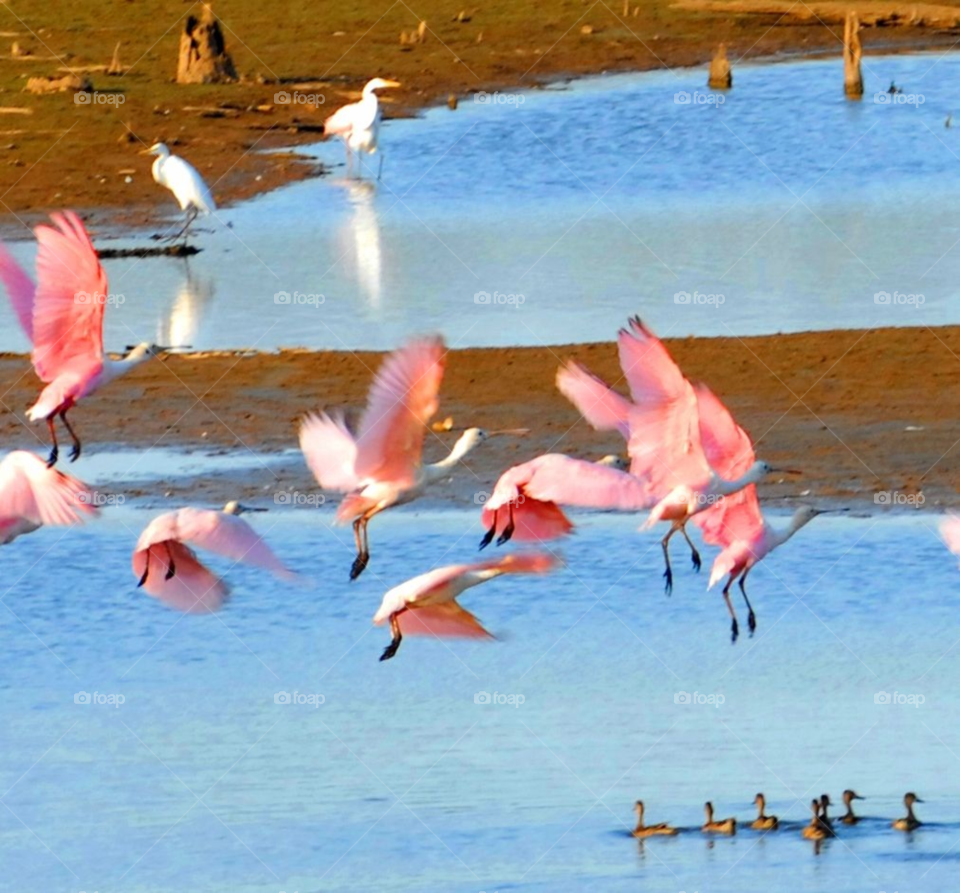 ibis water birds spoonbills by lightanddrawing