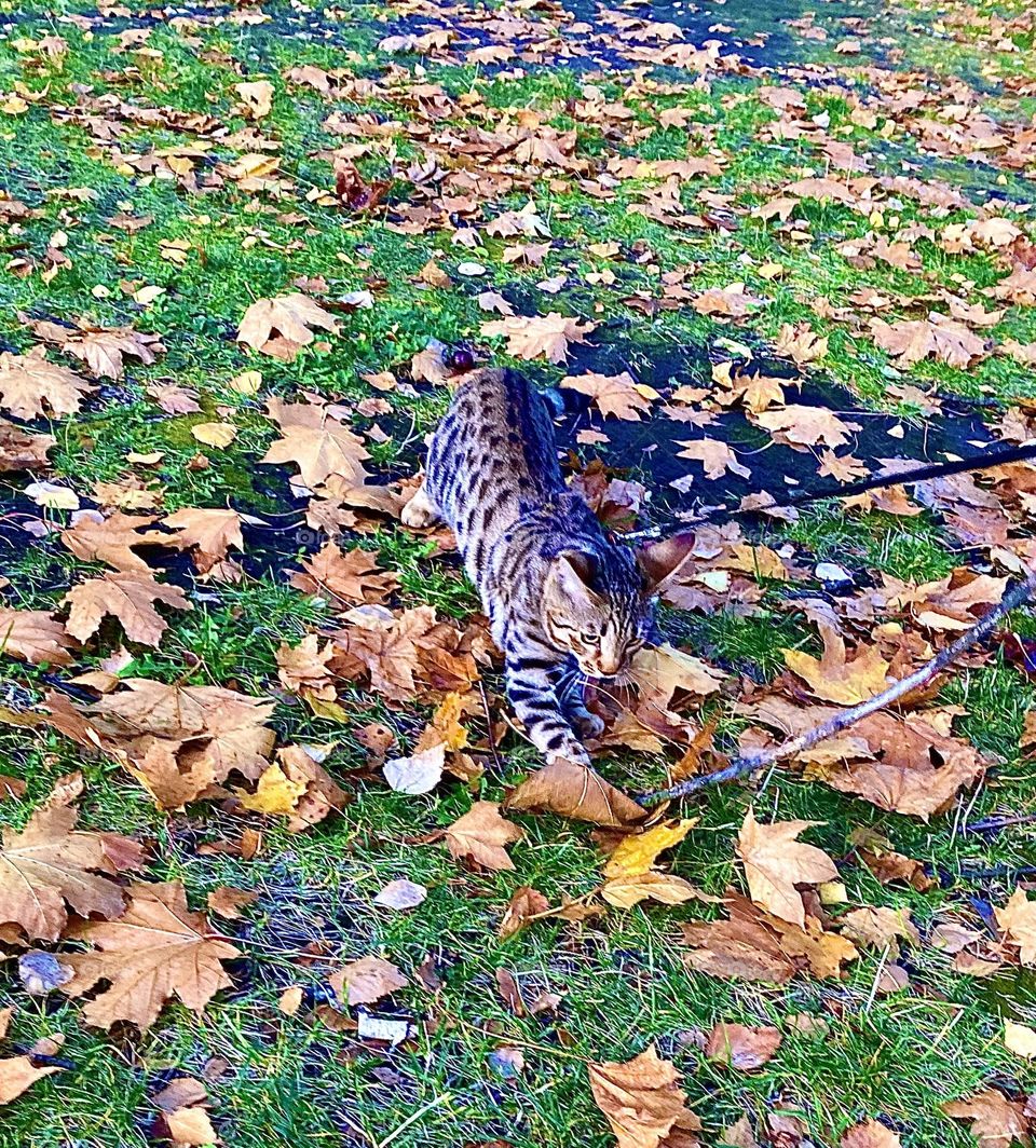 Beautiful pedigree cat hunting 😊