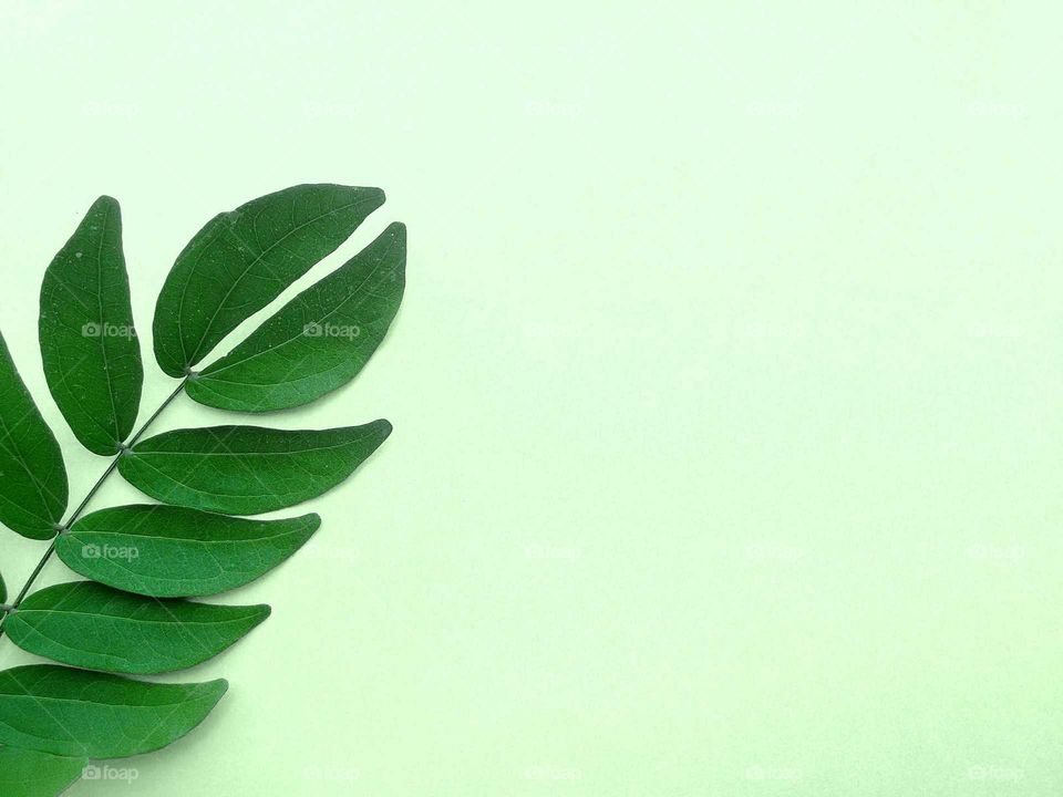 Branch of green leaves on light background. Minimalist concept. Space for text. Texture.