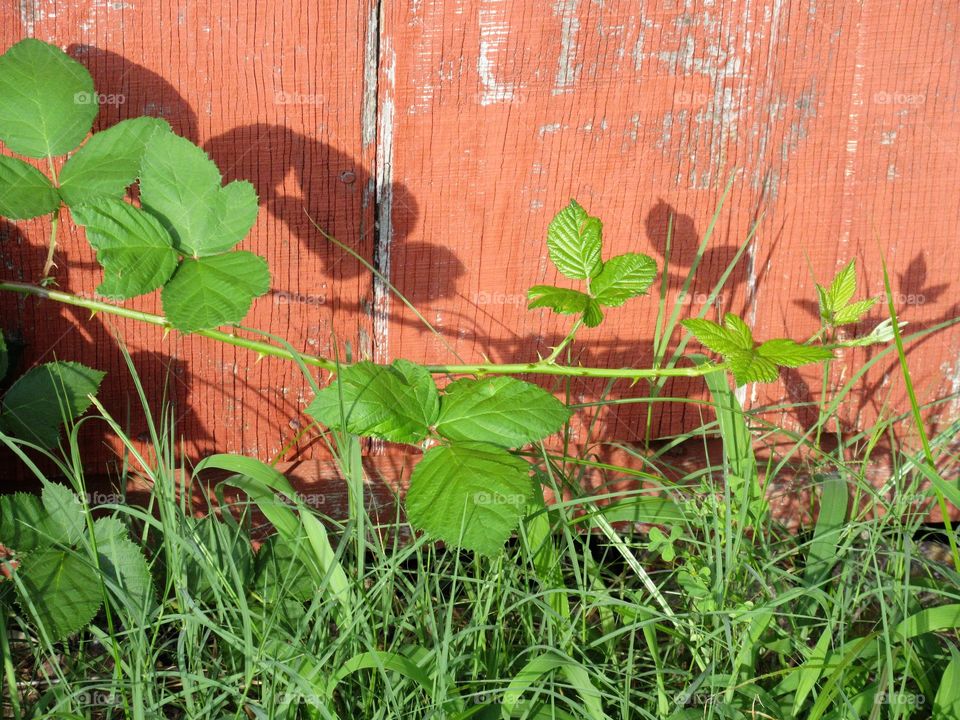 blackberry vine