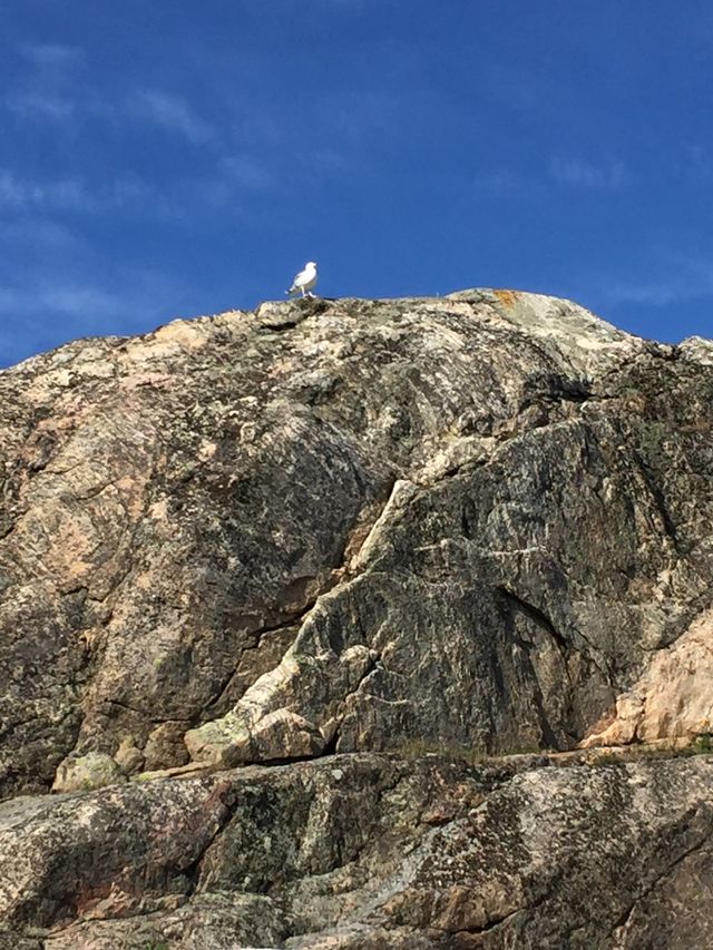 Seagull