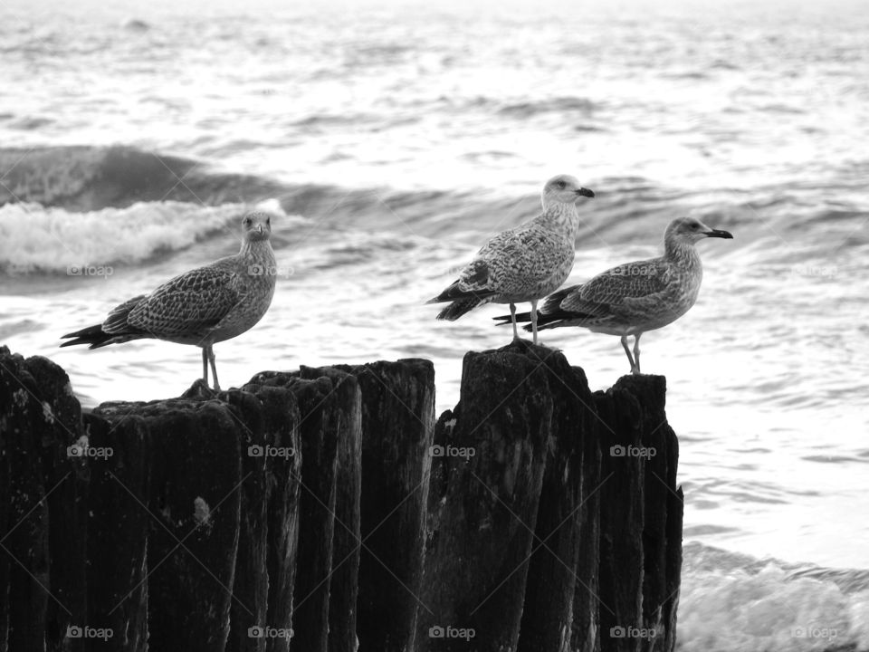 Seagulls sitting on the breakwater