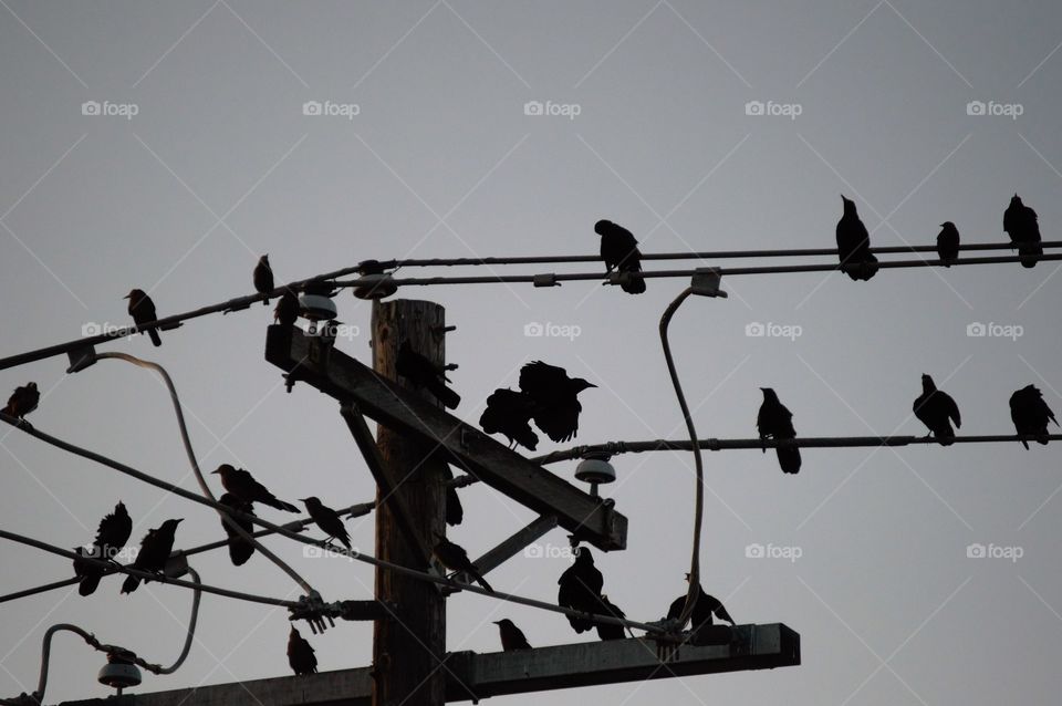 Blackbirds on the power lines 