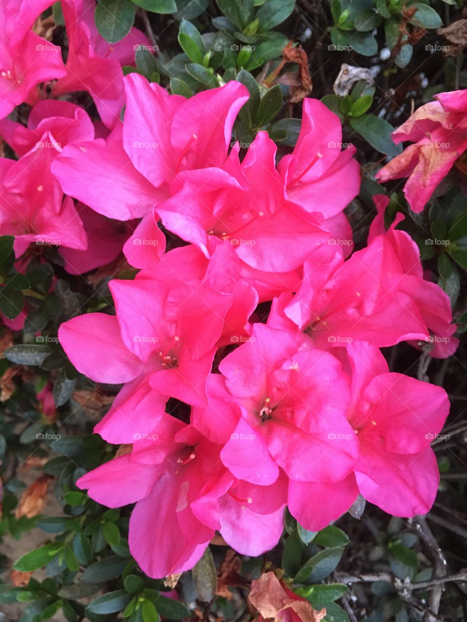 AZALEA - 🌹 🇺🇸 Very beautiful flowers to brighten our day.  Live nature and its beauty. Did you like the delicate petals? / 🇧🇷 Flores muito bonitas para alegrar nosso dia. Viva a natureza e sua beleza. Gostaram das pétalas delicadas? 