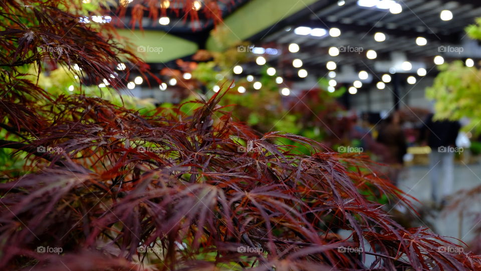 Japanese Maple leaves