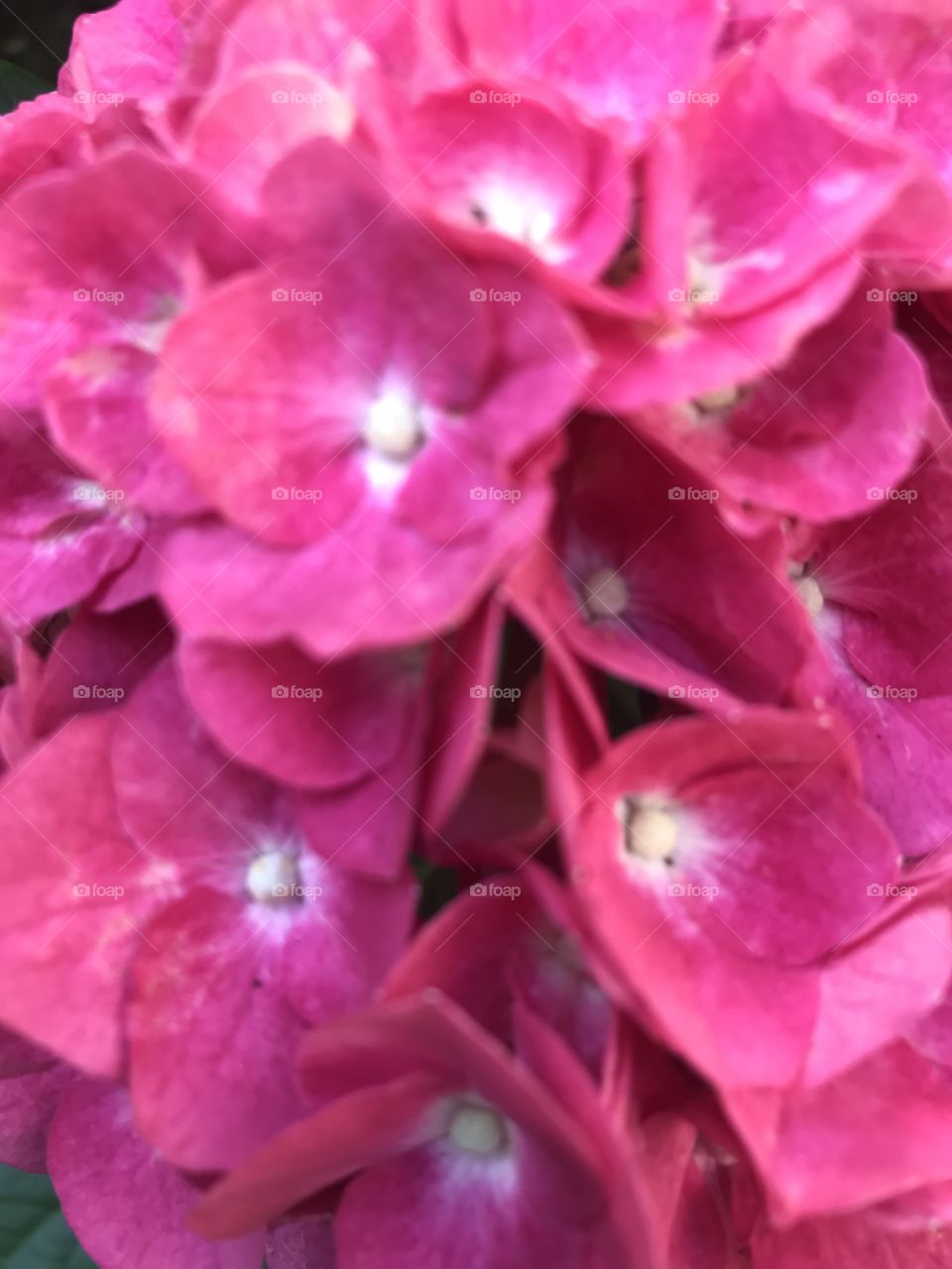 Pink hydrangeas 