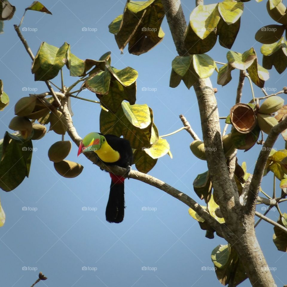 Toucan Bird