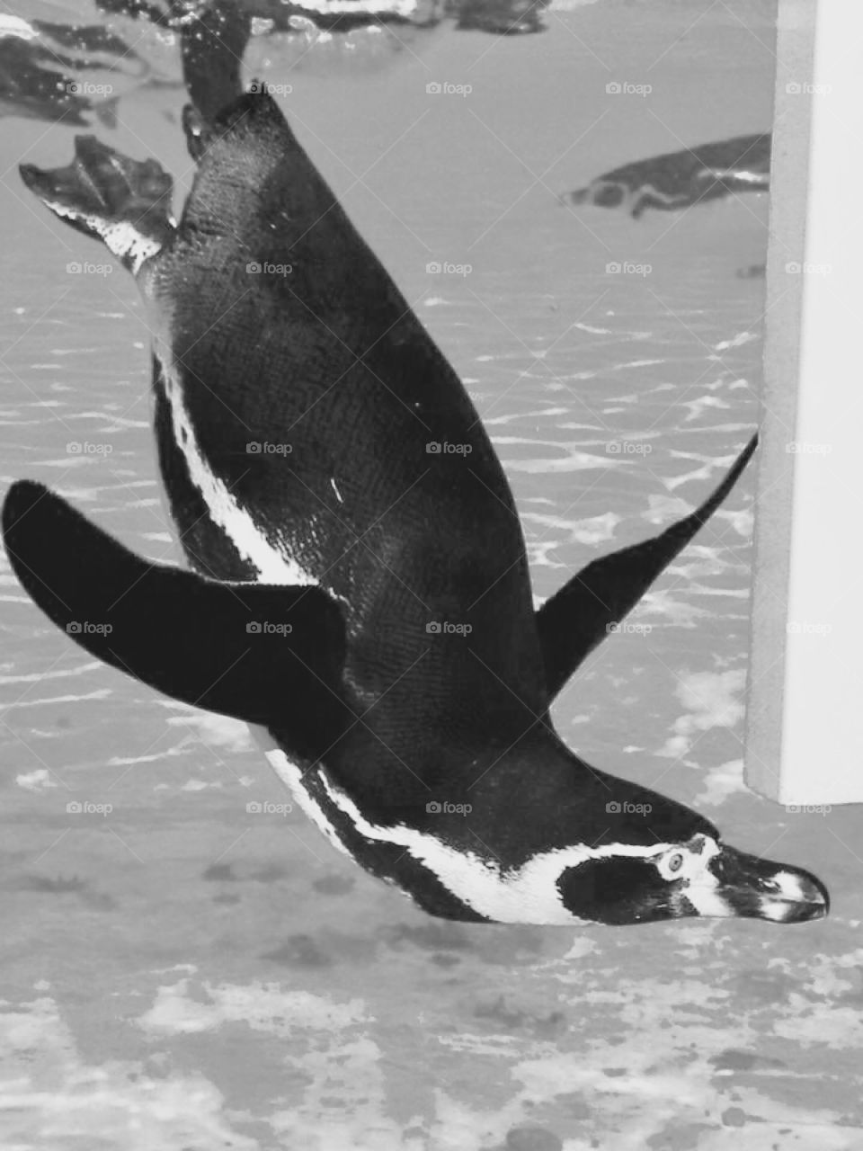 Black and white underwater penguin Close up