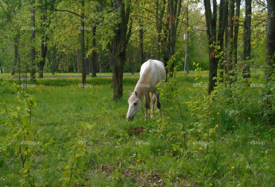 Nature, Wood, Mammal, No Person, Landscape