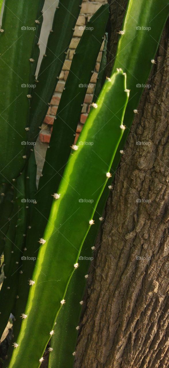 night blooming cereus catus variety