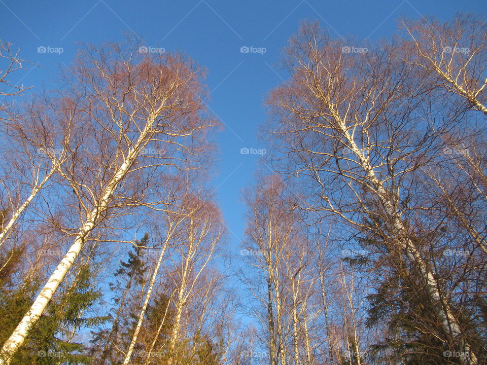 blue sky of spring in the Urals in Russia, March
