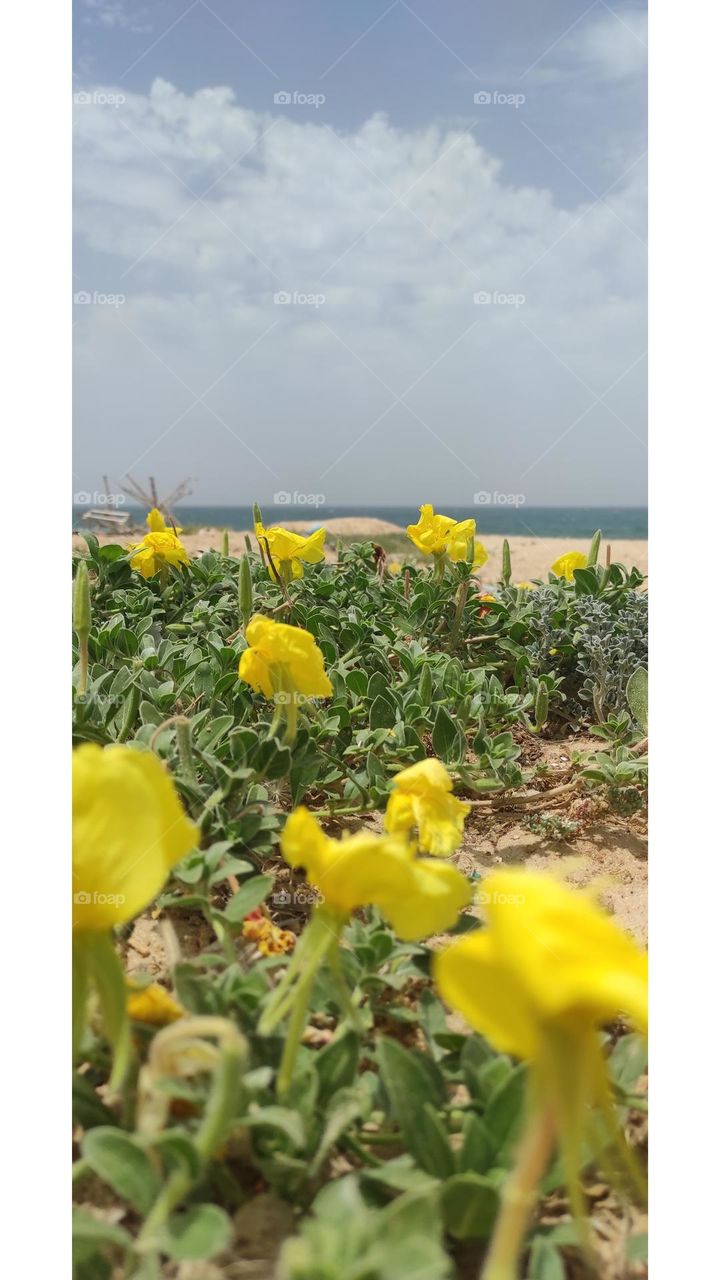 Yellow roses are a wonderful painting